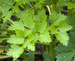 Petersilie (Petroselinum crispum) Petersilie (Petroselinum crispum)
