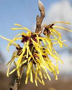 Hamamelis Intermedia, eine Zierart. Die Heilpflanzliche blüht bei Eis und Schnee