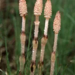 Ackerschachtelhalm im Frühling (Equisetum arvense)