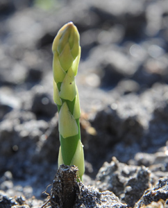 Spargel (Asparagus officinalis) Spargel (Asparagus officinalis)