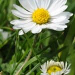 Gänseblümchen (Bellis perennis)