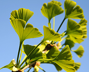 Junge Ginkgo-Blätter (Ginkgo-biloba) Junge Ginkgo-Blätter (Ginkgo-biloba)