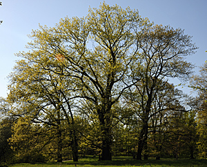 Eichen im Frühling