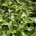Stevia rebaudiana