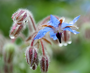 Borretschblüten (Borago officinalis)