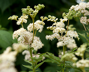 Madesüßblüten (Spiraeae ulmariae flos)