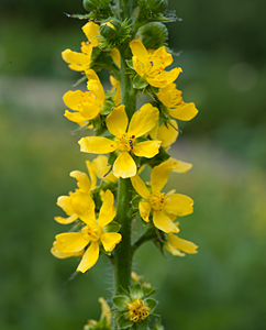 Odermennig (Agrimonia eupatoria) Odermennig (Agrimonia eupatoria)