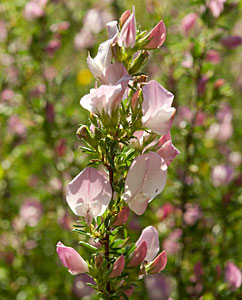 Hauhechel (Ononis spinosa) Hauhechel (Ononis spinosa)