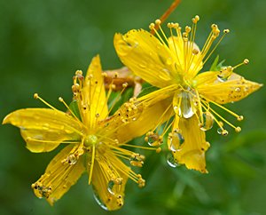 Johanniskraut (Hypericum perforatum)