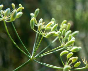 Fenchel (Foeniculum vulgare)
