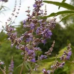 Mönchspfeffer (Vitex agnus-castus)