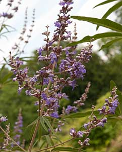 Mönchspfeffer (Vitex agnus-castus) Mönchspfeffer (Vitex agnus-castus)