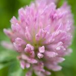 Rotklee (Trifolium pratense)