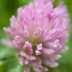 Rotklee (Trifolium pratense)