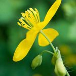 Schöllkraut (Chelidonium majus)