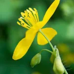 Schöllkraut (Chelidonium majus)