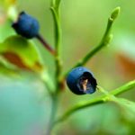 Heidelbeeren (Myrtilli fructus)