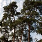 Kiefern (Pinus sylvestris)