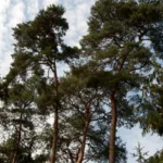 Kiefern (Pinus sylvestris)