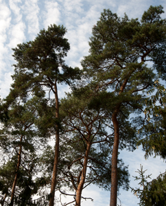 Kiefern (Pinus sylvestris) Kiefern (Pinus sylvestris)