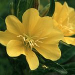 Nachtkerze (Oenothera biennis)