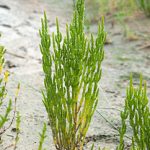 Salicornia - Queller