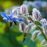 Borretsch (Borago officinialis)