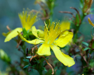 Johanniskraut (Hypericum perforatum) Johanniskraut (Hypericum perforatum)