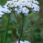 Schafgarbe (Achillea millefolium)