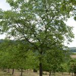 Walnussbäume (Juglans Regia)