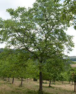 Walnussbäume (Juglans Regia) Walnussbäume (Juglans Regia)