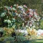 Wunderbaum (Ricinus communis)
