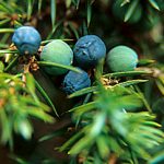 Wacholderbeeren (Juniperus communis)