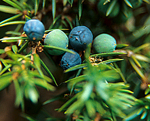 Wacholderbeeren (Juniperus communis)