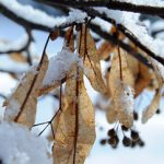 Lindenblätter im Winter