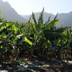 Bananenplantage in Buenavista