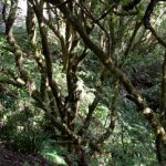 Lorbeerwald in Teneriffa/ Anagagebirge