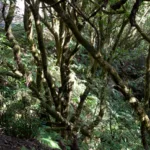 Lorbeerwald in Teneriffa/ Anagagebirge