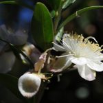 Myrrhe-Blüte