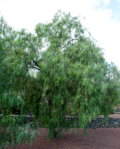 Schinus molle - Baum Schinus molle - Baum