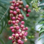Schinus molle: Falscher Pfeffer - Früchte
