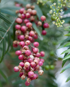 Schinus molle: Falscher Pfeffer - Früchte Schinus molle: Falscher Pfeffer - Früchte