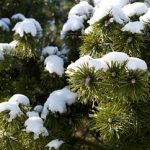 Bergkiefer im Schnee