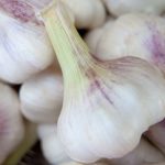 Knoblauch-Knolle (Allium sativum)