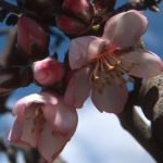 Mandelblüte in Spanien