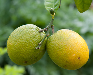 Unreife Orangen am Orangenbaum Unreife Orangen am Orangenbaum