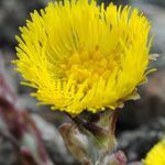 Huflattichblüte (Tussilago Farfara)