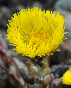 Huflattichblüte (Tussilago Farfara) Huflattichblüte (Tussilago Farfara)