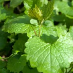 Knoblauchrauke (Alliaria petiolata)