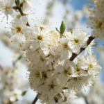 Schlehdorn-Blüte: Ein Fest für die Sinne